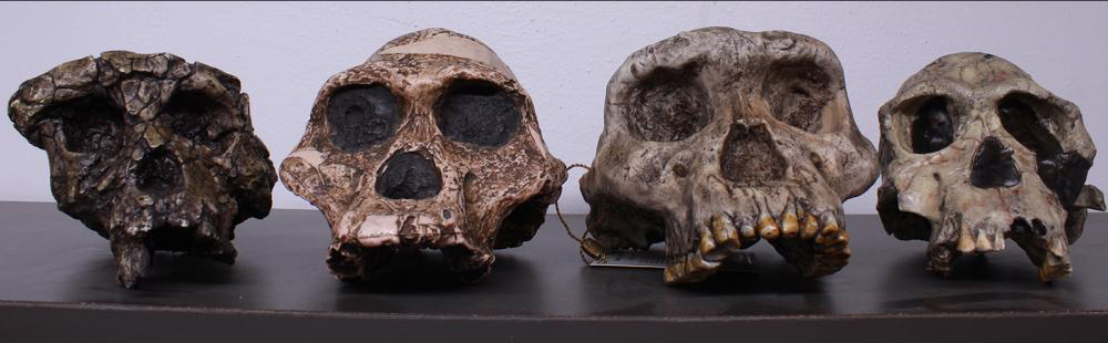 Hominin fossil casts from the Anthropology Teaching Laboratory